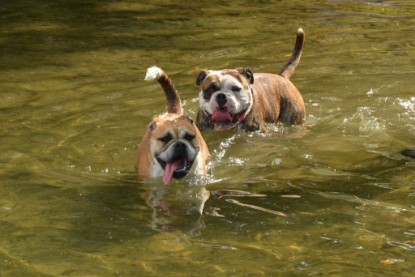 Continental Bulldogs Seeblickbulls Bilderalbum - Bruno zu Besuch