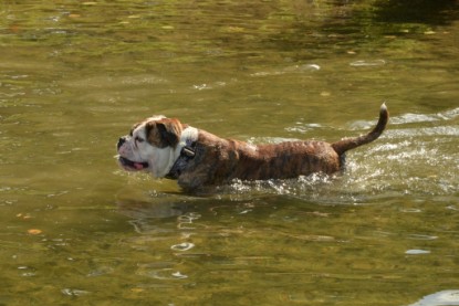 Continental Bulldogs Seeblickbulls Bilderalbum - Bruno zu Besuch