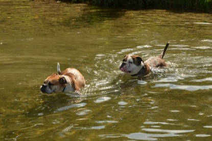 Continental Bulldogs Seeblickbulls Bilderalbum - Bruno zu Besuch