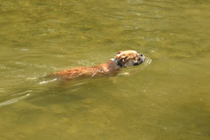 Continental Bulldogs Seeblickbulls Bilderalbum - Bruno zu Besuch