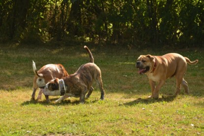 Continental Bulldogs Seeblickbulls Bilderalbum - Bruno zu Besuch