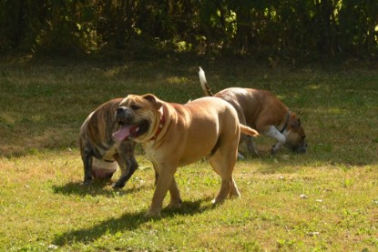 Continental Bulldogs Seeblickbulls Bilderalbum - Bruno zu Besuch