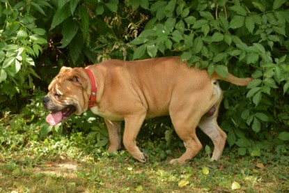 Continental Bulldogs Seeblickbulls Bilderalbum - Bruno zu Besuch