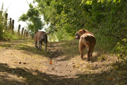 Continental Bulldogs Seeblickbulls Bilderalbum - Bruno zu Besuch