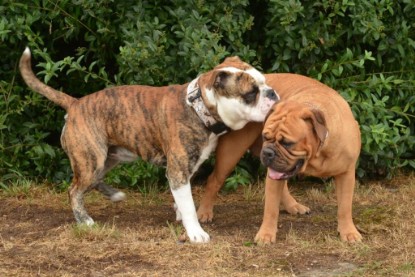 Continental Bulldogs Seeblickbulls Bilderalbum - Günter zu Besuch