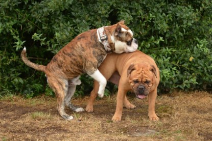 Continental Bulldogs Seeblickbulls Bilderalbum - Günter zu Besuch