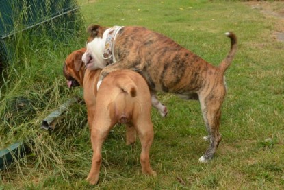 Continental Bulldogs Seeblickbulls Bilderalbum - Günter zu Besuch