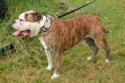 Continental Bulldogs Seeblickbulls Bilderalbum - Günter zu Besuch