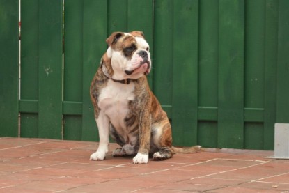 Continental Bulldogs Seeblickbulls Bilderalbum - Günter zu Besuch