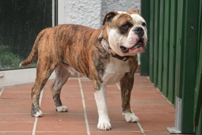 Continental Bulldogs Seeblickbulls Bilderalbum - Günter zu Besuch