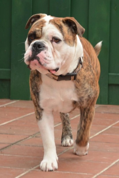 Continental Bulldogs Seeblickbulls Bilderalbum - Günter zu Besuch