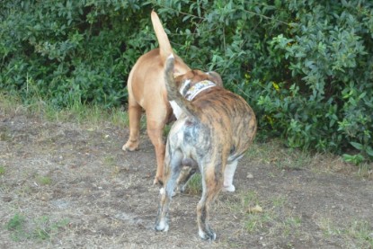 Continental Bulldogs Seeblickbulls Bilderalbum - Günter zu Besuch