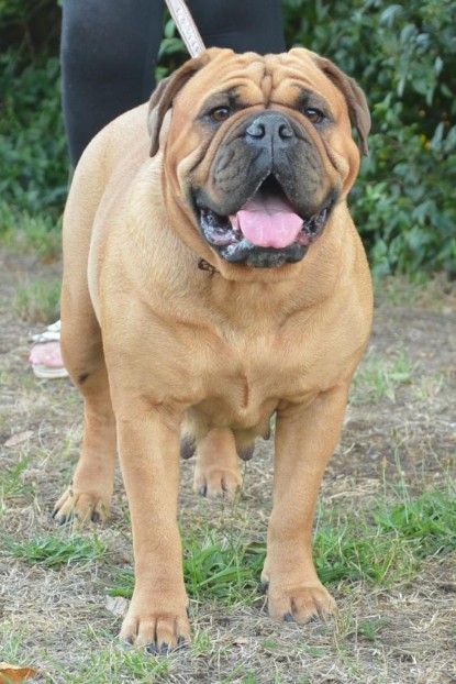 Continental Bulldogs Seeblickbulls Bilderalbum - Günter zu Besuch