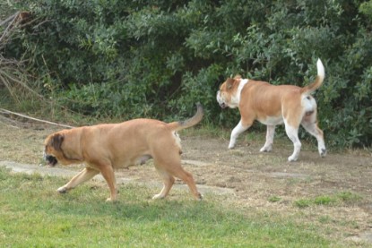 Continental Bulldogs Seeblickbulls Bilderalbum - August 2013