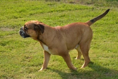 Continental Bulldogs Seeblickbulls Bilderalbum - August 2013