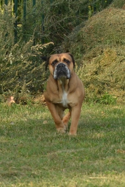 Continental Bulldogs Seeblickbulls Bilderalbum - August 2013