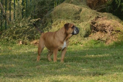 Continental Bulldogs Seeblickbulls Bilderalbum - August 2013