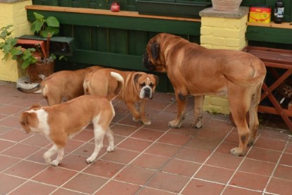 Continental Bulldogs Seeblickbulls Bilderalbum - August 2013