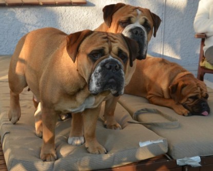 Continental Bulldogs Seeblickbulls Bilderalbum - August 2013