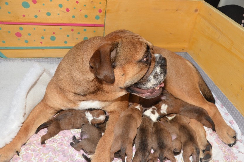 Continental Bulldogs Seeblickbulls Bilderalbum - Besuch bei Manfred