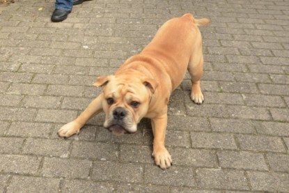 Continental Bulldogs Seeblickbulls Bilderalbum - Big Oskar zu Besuch