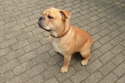 Continental Bulldogs Seeblickbulls Bilderalbum - Big Oskar zu Besuch