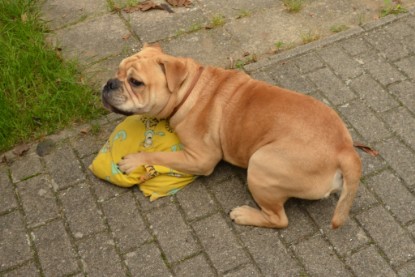 Continental Bulldogs Seeblickbulls Bilderalbum - Big Oskar zu Besuch