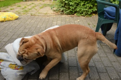 Continental Bulldogs Seeblickbulls Bilderalbum - Big Oskar zu Besuch