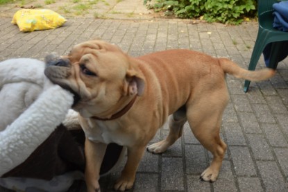 Continental Bulldogs Seeblickbulls Bilderalbum - Big Oskar zu Besuch