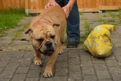 Continental Bulldogs Seeblickbulls Bilderalbum - Big Oskar zu Besuch