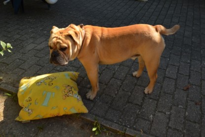 Continental Bulldogs Seeblickbulls Bilderalbum - Big Oskar zu Besuch