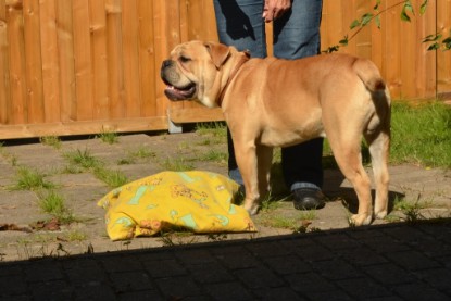 Continental Bulldogs Seeblickbulls Bilderalbum - Big Oskar zu Besuch