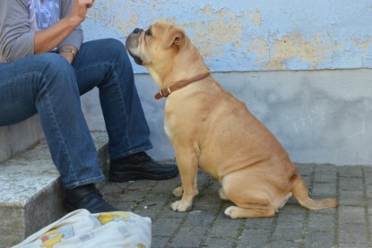 Continental Bulldogs Seeblickbulls Bilderalbum - Big Oskar zu Besuch