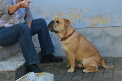 Continental Bulldogs Seeblickbulls Bilderalbum - Big Oskar zu Besuch