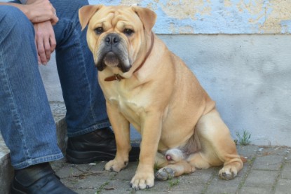 Continental Bulldogs Seeblickbulls Bilderalbum - Big Oskar zu Besuch