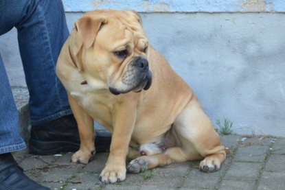 Continental Bulldogs Seeblickbulls Bilderalbum - Big Oskar zu Besuch