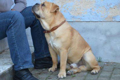 Continental Bulldogs Seeblickbulls Bilderalbum - Big Oskar zu Besuch