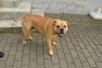 Continental Bulldogs Seeblickbulls Bilderalbum - Big Oskar zu Besuch