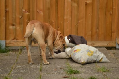 Continental Bulldogs Seeblickbulls Bilderalbum - Big Oskar zu Besuch