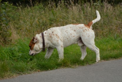 Continental Bulldogs Seeblickbulls Bilderalbum - Pickwick Ikon zu Besuch