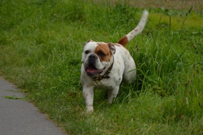 Continental Bulldogs Seeblickbulls Bilderalbum - Pickwick Ikon zu Besuch