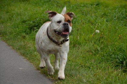 Continental Bulldogs Seeblickbulls Bilderalbum - Pickwick Ikon zu Besuch