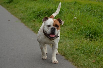 Continental Bulldogs Seeblickbulls Bilderalbum - Pickwick Ikon zu Besuch