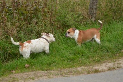 Continental Bulldogs Seeblickbulls Bilderalbum - Pickwick Ikon zu Besuch