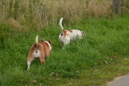 Continental Bulldogs Seeblickbulls Bilderalbum - Pickwick Ikon zu Besuch