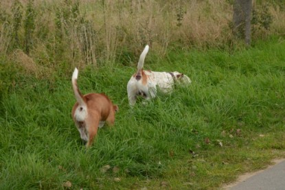 Continental Bulldogs Seeblickbulls Bilderalbum - Pickwick Ikon zu Besuch