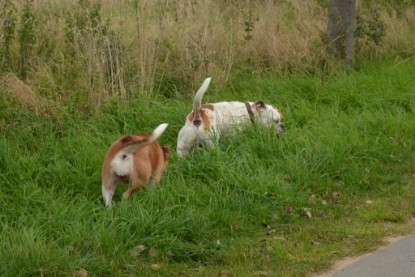 Continental Bulldogs Seeblickbulls Bilderalbum - Pickwick Ikon zu Besuch