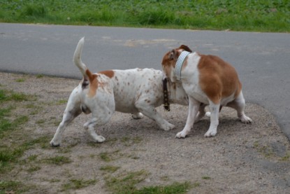 Continental Bulldogs Seeblickbulls Bilderalbum - Pickwick Ikon zu Besuch