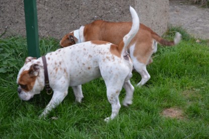 Continental Bulldogs Seeblickbulls Bilderalbum - Pickwick Ikon zu Besuch