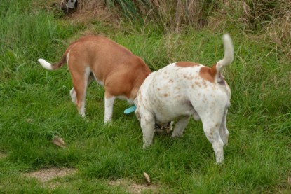 Continental Bulldogs Seeblickbulls Bilderalbum - Pickwick Ikon zu Besuch